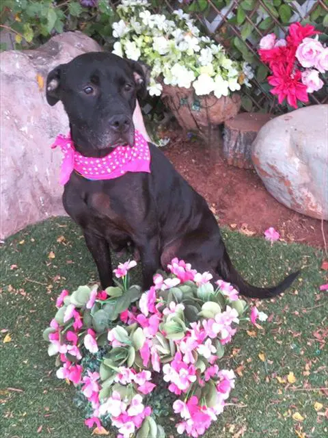 Queenie - Pit Bull Terrier