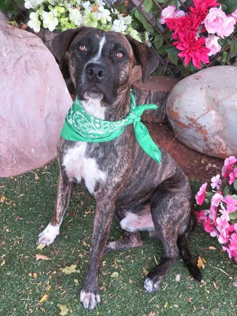 Griff - American Pit Bull Terrier