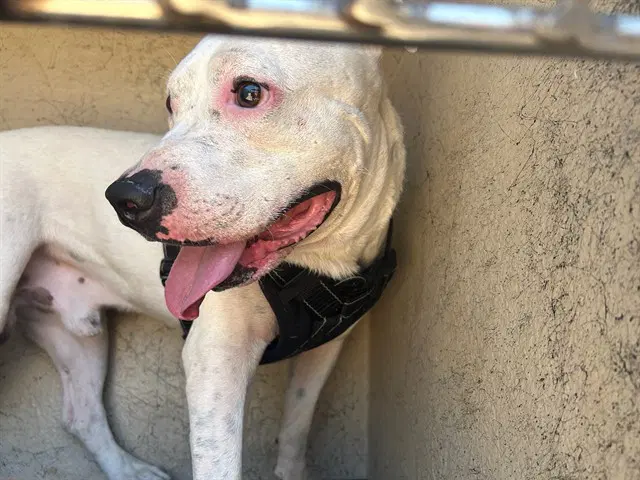 Jimmy - Pit Bull Terrier