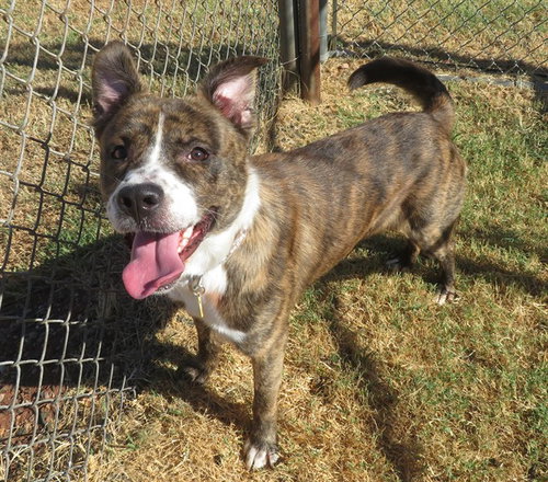 picture of the dog needing adoption