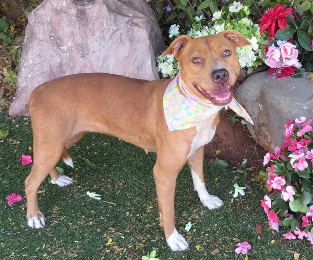 Goldie - Pit Bull Terrier