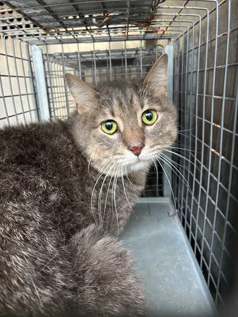 Unknown - Domestic Short Hair