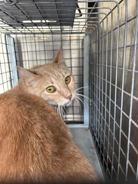 Unknown - Domestic Short Hair