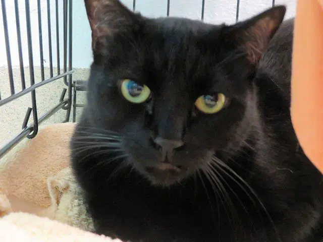 Lady Lumps - Domestic Short Hair