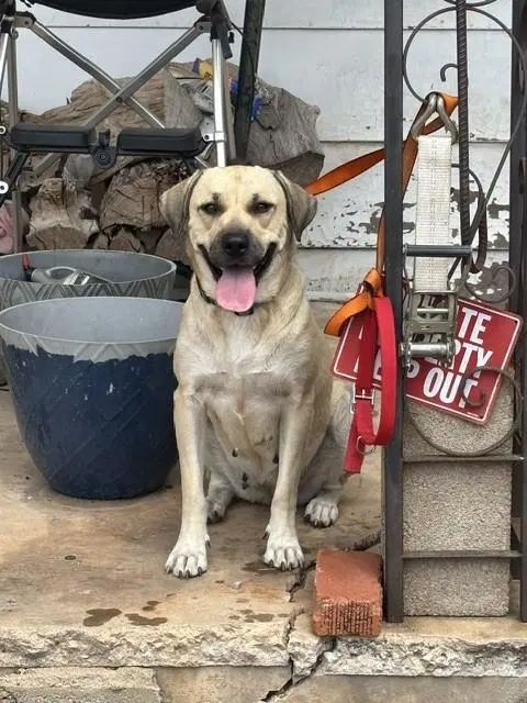 Carmella - Black Mouth Cur