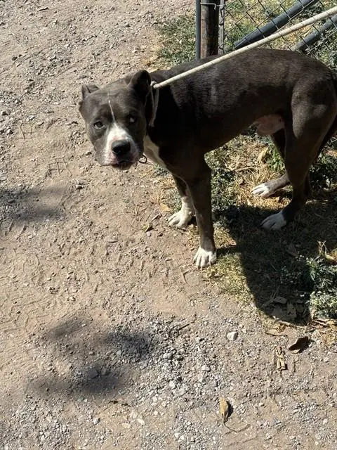 Unknown - Pit Bull Terrier
