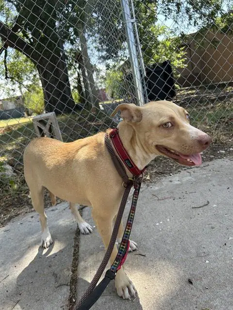 Unknown - Pit Bull Terrier