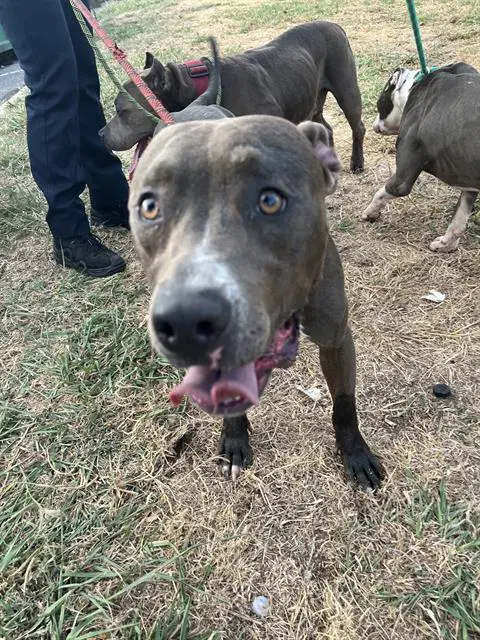 Unknown - American Staffordshire Terrier