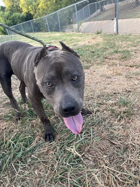 Unknown - American Staffordshire Terrier