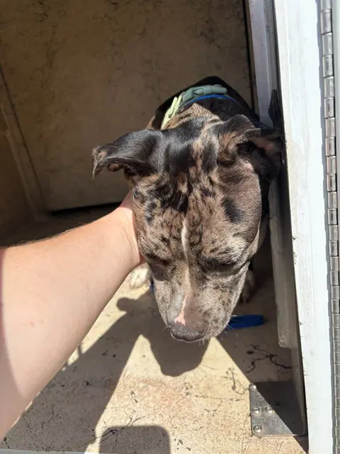 Ember - Pit Bull Terrier