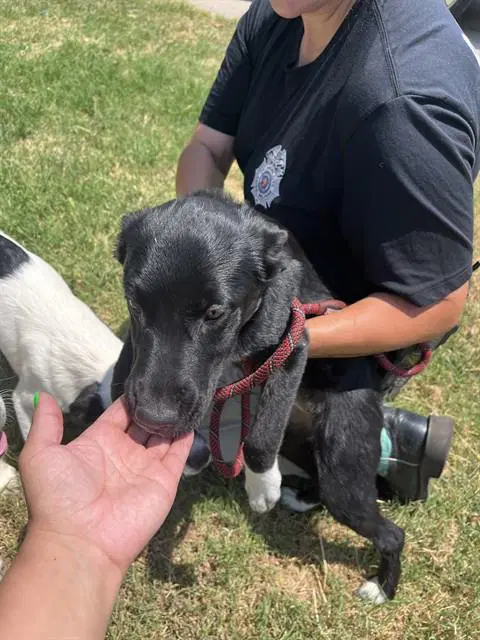 Unknown - Australian Cattle Dog/Blue Heeler