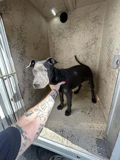 Unknown - Pit Bull Terrier