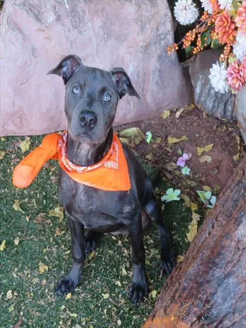 Unknown - Pit Bull Terrier