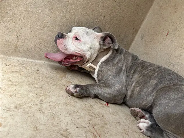 Unknown - American Bulldog