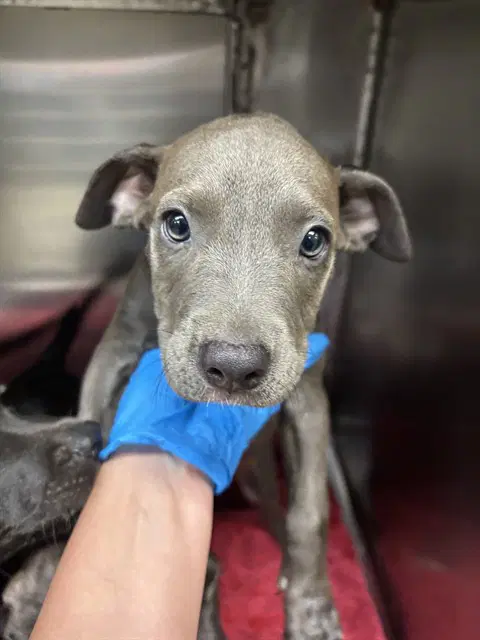 Unknown - Pit Bull Terrier
