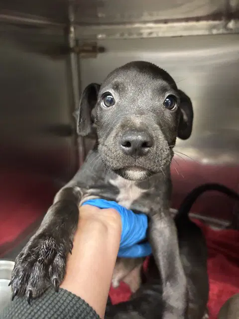 Unknown - Pit Bull Terrier