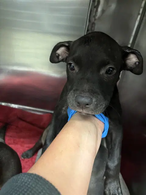 Unknown - Pit Bull Terrier