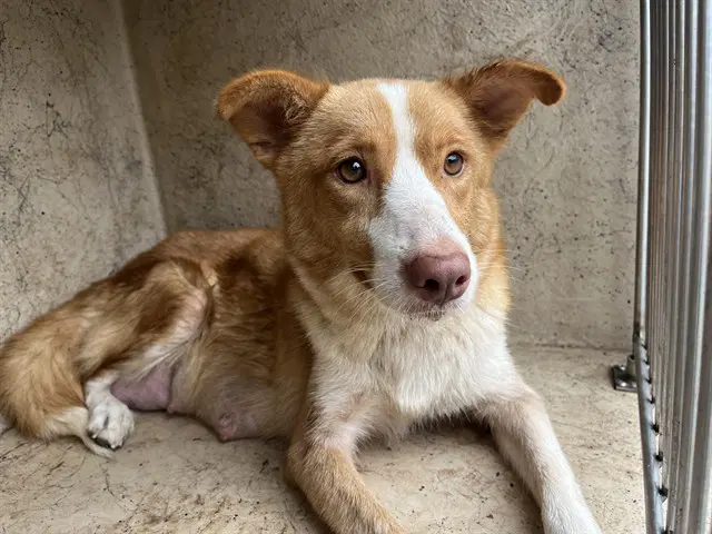Unknown - Border Collie