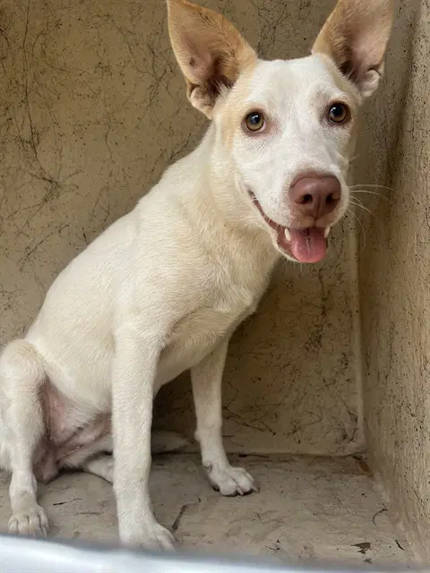 Unknown - Carolina Dog