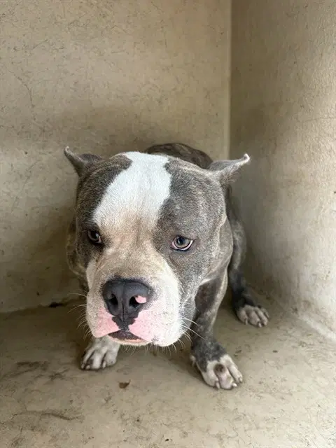 Unknown - English Bulldog