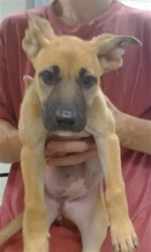 Unknown - Belgian Shepherd Malinois