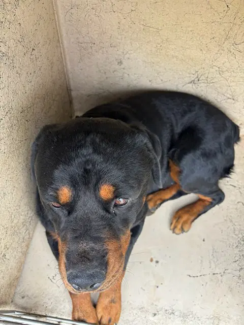 Unknown - Rottweiler