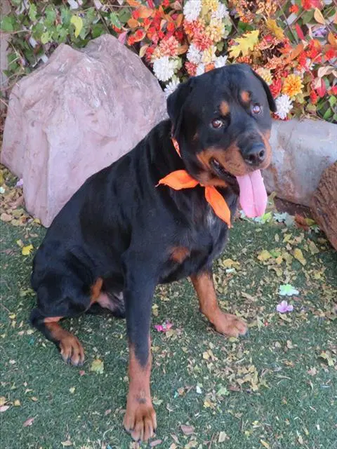 Unknown - Rottweiler