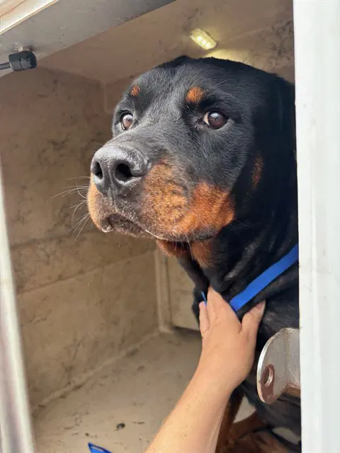 Jason - Rottweiler