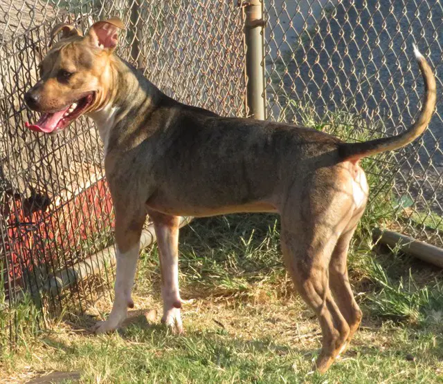 Unknown - Pit Bull Terrier