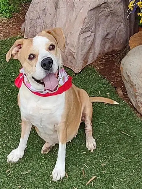 Jolene - Terrier