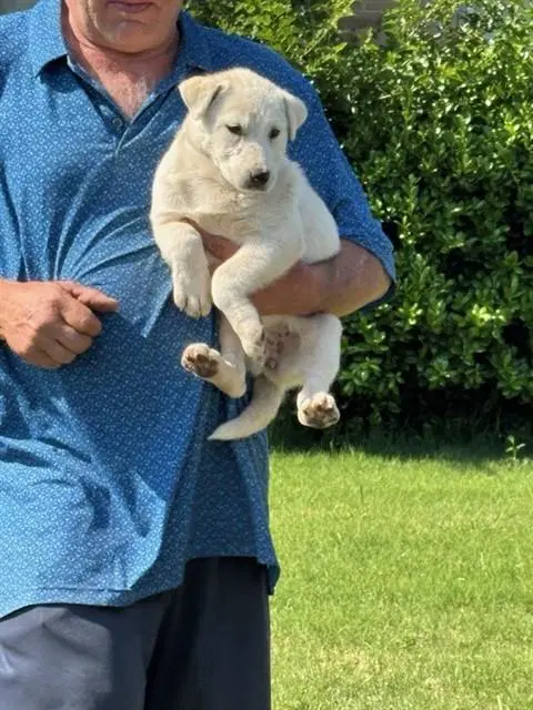 Darla - Australian Shepherd