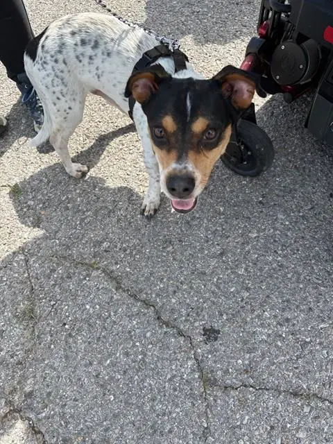 Jack - Terrier