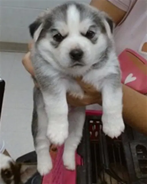 Dove - Siberian Husky