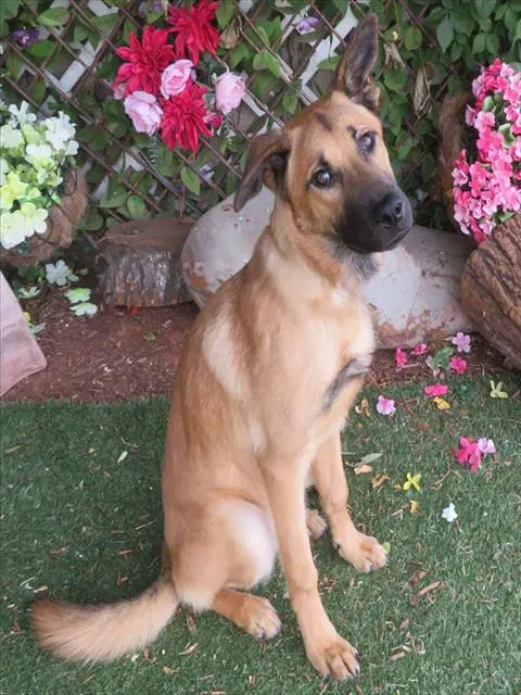 Buddy - German Shepherd Dog
