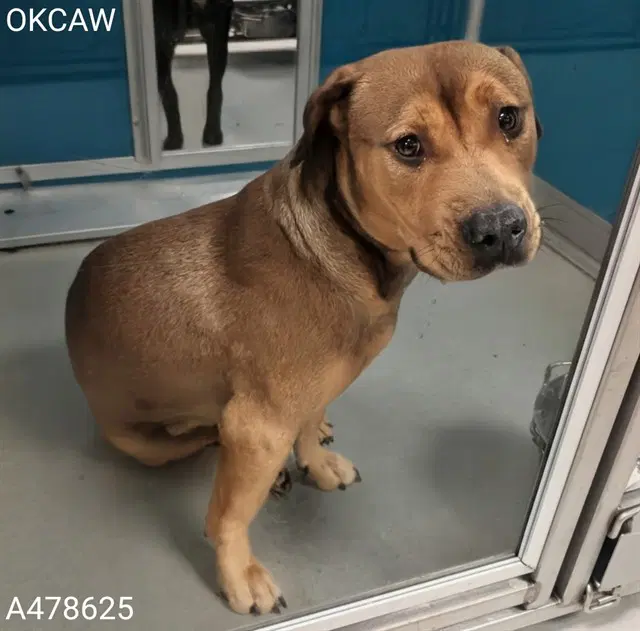 Unknown - Pit Bull Terrier