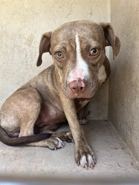 Scarlett - American Staffordshire Terrier