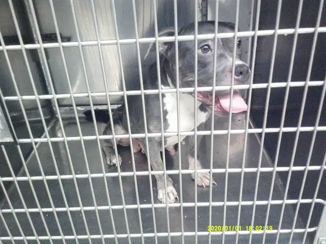 Dolly - Pit Bull Terrier