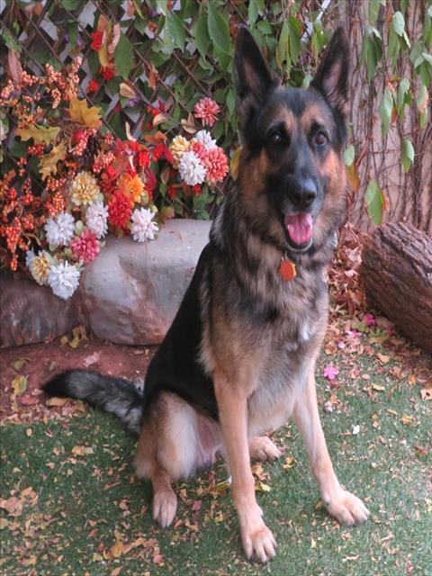 picture of the dog needing adoption