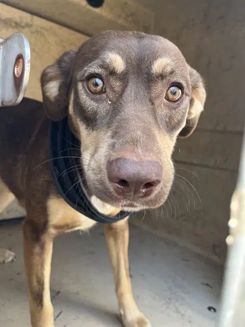 Missy - Doberman Pinscher