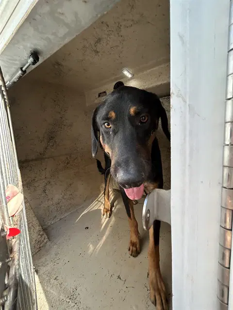 Slinky - Doberman Pinscher