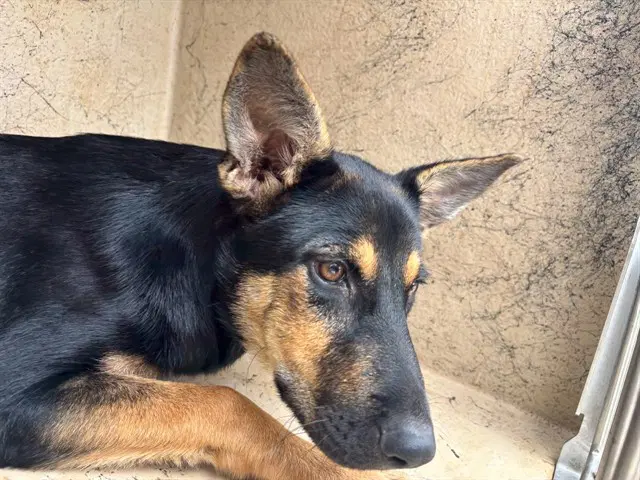 Bailey - German Shepherd Dog