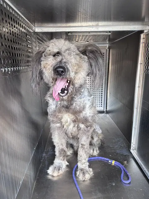 Arlo - Poodle (Standard)