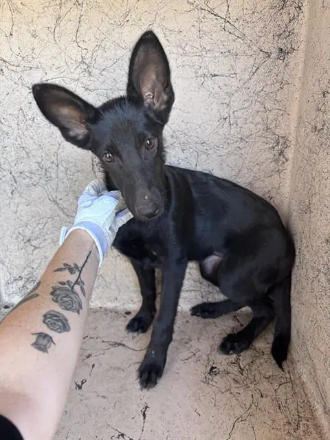 Unknown - Belgian Shepherd Malinois