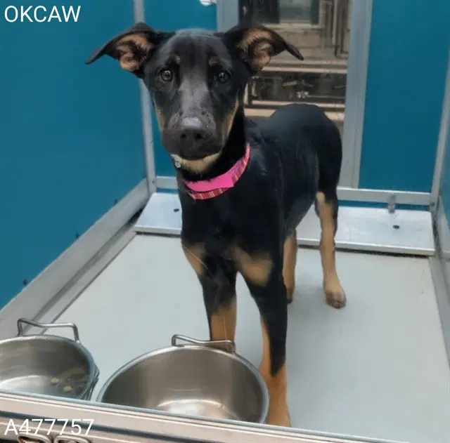 Unknown - German Shepherd Dog
