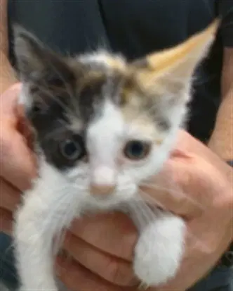 Unknown - Domestic Short Hair