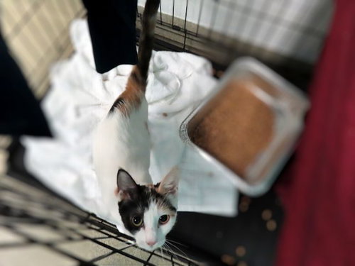 picture of the cat needing adoption