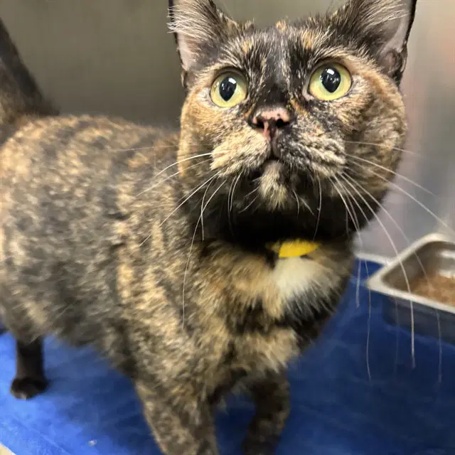Unknown - Domestic Short Hair