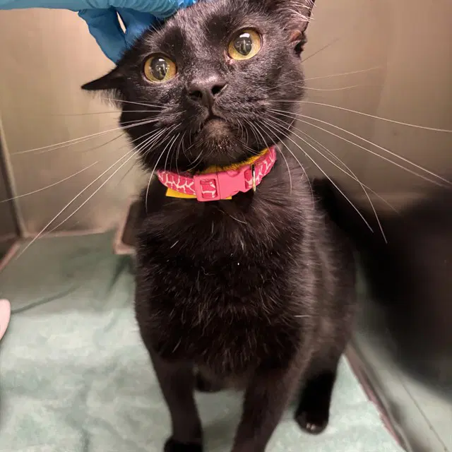 Unknown - Domestic Short Hair