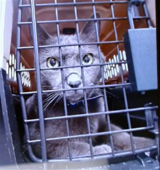 Toothless - Domestic Short Hair