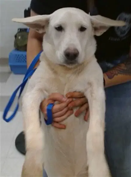 Unknown - German Shepherd Dog